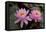 Lily pink-Charles Bowman-Framed Premier Image Canvas