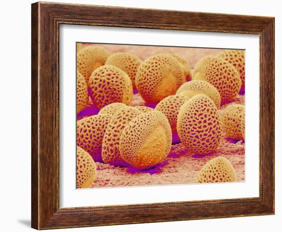 Lily pollen at a magnification of x750-Micro Discovery-Framed Photographic Print