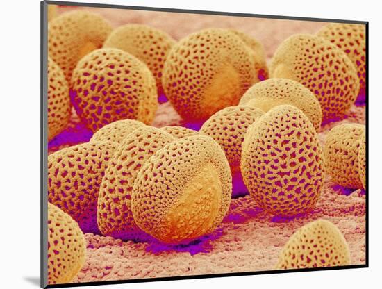 Lily pollen at a magnification of x750-Micro Discovery-Mounted Photographic Print