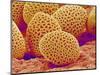 Lily Pollen-Micro Discovery-Mounted Photographic Print