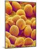 Lily Pollen-Micro Discovery-Mounted Photographic Print