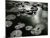 Lily Pond, Europe, 1968-Brett Weston-Mounted Premium Photographic Print