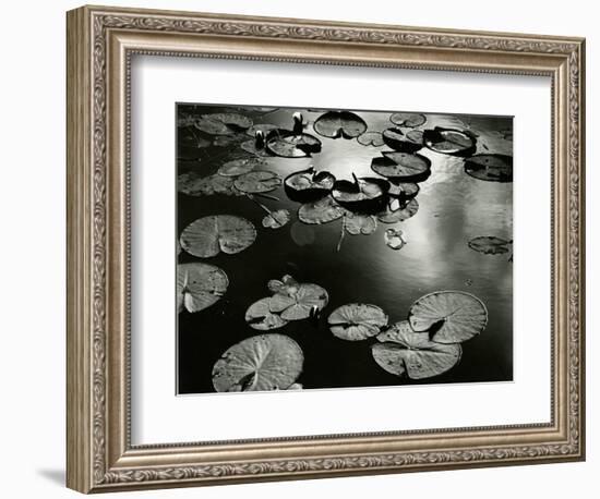 Lily Pond, Europe, 1968-Brett Weston-Framed Photographic Print