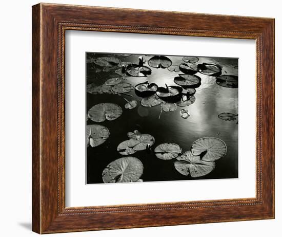 Lily Pond, Europe, 1968-Brett Weston-Framed Photographic Print