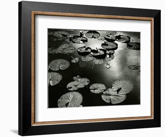 Lily Pond, Europe, 1968-Brett Weston-Framed Photographic Print