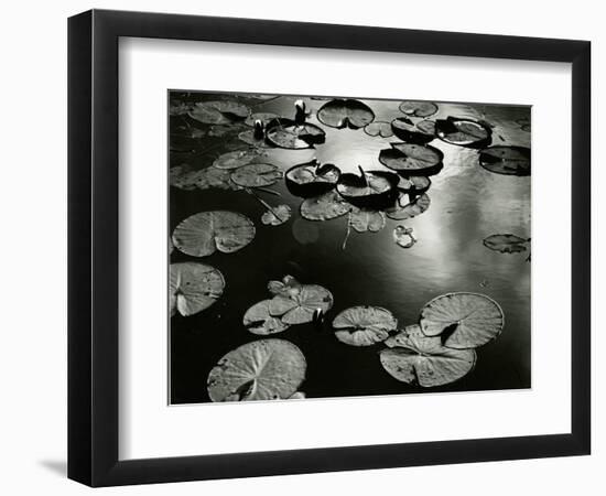 Lily Pond, Europe, 1968-Brett Weston-Framed Photographic Print