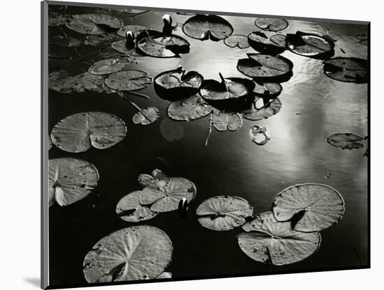 Lily Pond, Europe, 1968-Brett Weston-Mounted Photographic Print