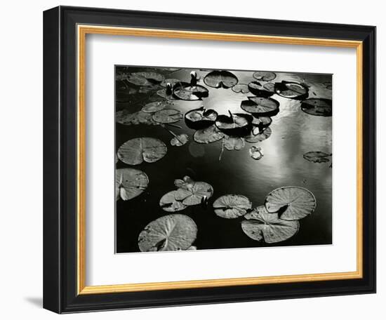 Lily Pond, Europe, 1968-Brett Weston-Framed Photographic Print