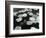 Lily Pond, Europe, 1968-Brett Weston-Framed Photographic Print