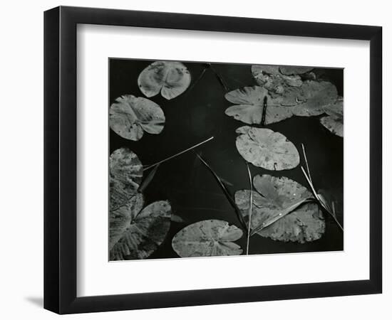 Lily Pond, Europe, 1968-Brett Weston-Framed Photographic Print