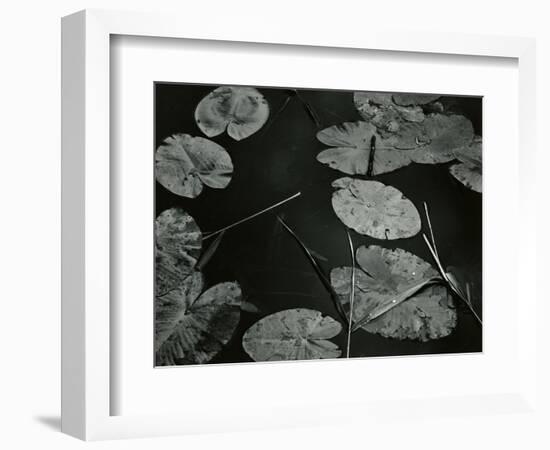 Lily Pond, Europe, 1968-Brett Weston-Framed Photographic Print