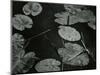 Lily Pond, Europe, 1968-Brett Weston-Mounted Photographic Print