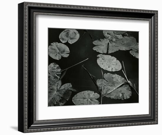 Lily Pond, Europe, 1968-Brett Weston-Framed Photographic Print