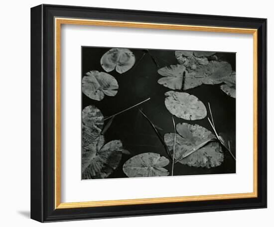 Lily Pond, Europe, 1968-Brett Weston-Framed Photographic Print