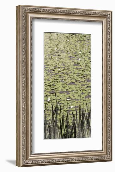 Lily Pond II-Erin Clark-Framed Art Print