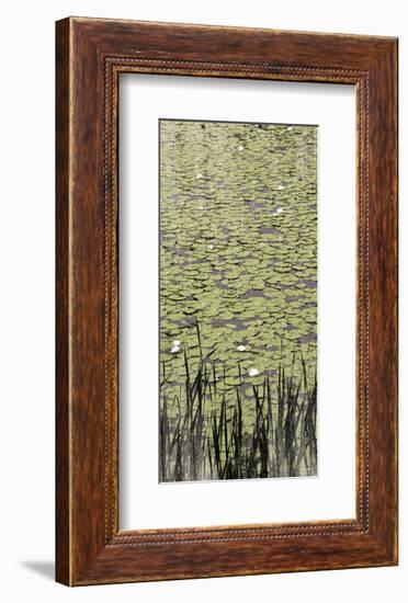 Lily Pond II-Erin Clark-Framed Art Print