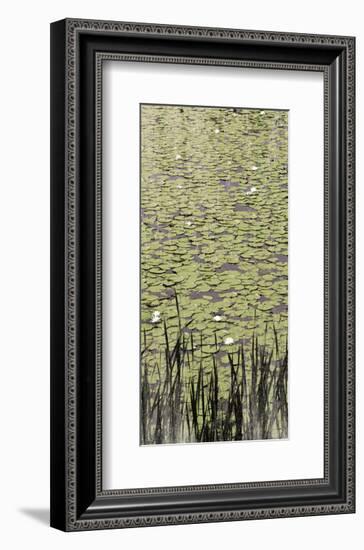 Lily Pond II-Erin Clark-Framed Art Print