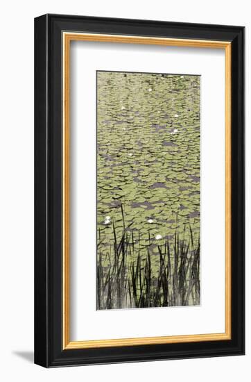 Lily Pond II-Erin Clark-Framed Art Print