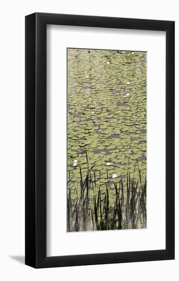 Lily Pond II-Erin Clark-Framed Art Print