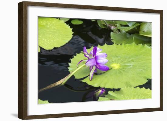 Lily Pond with Water Lilies, New Orleans Botanical Garden, New Orleans, Louisiana, USA-Jamie & Judy Wild-Framed Photographic Print