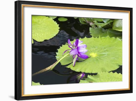 Lily Pond with Water Lilies, New Orleans Botanical Garden, New Orleans, Louisiana, USA-Jamie & Judy Wild-Framed Photographic Print