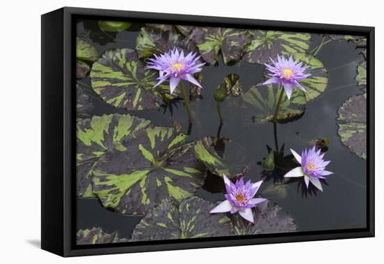 Lily Pond with Water Lilies, New Orleans Botanical Garden, New Orleans, Louisiana, USA-Jamie & Judy Wild-Framed Premier Image Canvas