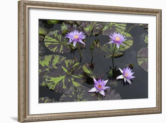 Lily Pond with Water Lilies, New Orleans Botanical Garden, New Orleans, Louisiana, USA-Jamie & Judy Wild-Framed Photographic Print