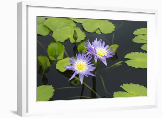 Lily Pond with Water Lilies, New Orleans Botanical Garden, New Orleans, Louisiana, USA-Jamie & Judy Wild-Framed Photographic Print