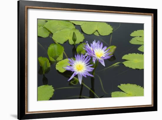 Lily Pond with Water Lilies, New Orleans Botanical Garden, New Orleans, Louisiana, USA-Jamie & Judy Wild-Framed Photographic Print