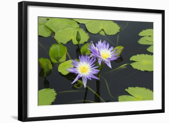 Lily Pond with Water Lilies, New Orleans Botanical Garden, New Orleans, Louisiana, USA-Jamie & Judy Wild-Framed Photographic Print