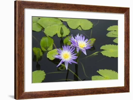 Lily Pond with Water Lilies, New Orleans Botanical Garden, New Orleans, Louisiana, USA-Jamie & Judy Wild-Framed Photographic Print