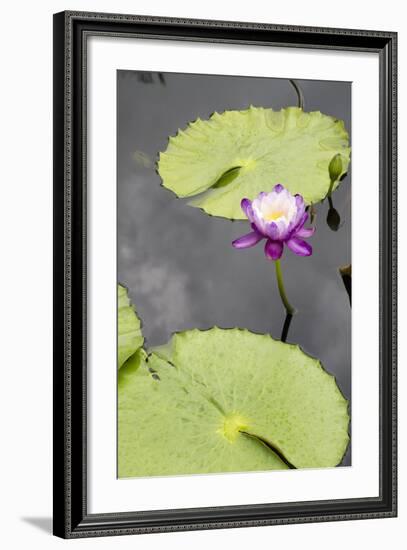 Lily Pond with Water Lilies, New Orleans Botanical Garden, New Orleans, Louisiana, USA-Jamie & Judy Wild-Framed Photographic Print