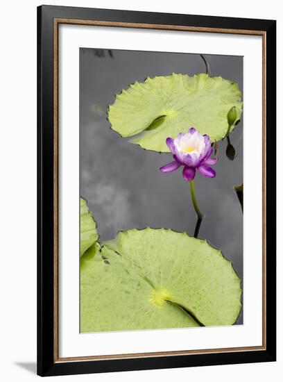 Lily Pond with Water Lilies, New Orleans Botanical Garden, New Orleans, Louisiana, USA-Jamie & Judy Wild-Framed Photographic Print