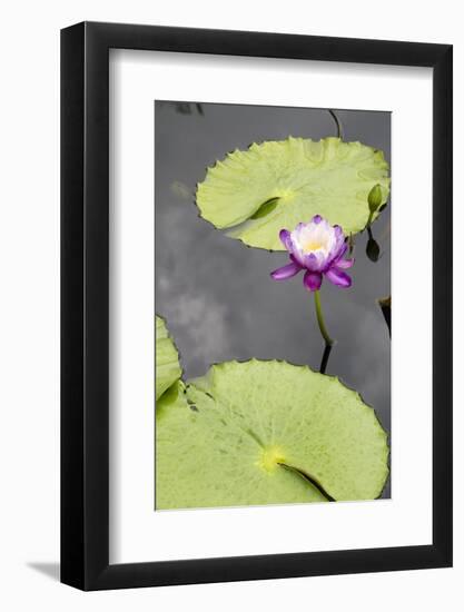 Lily Pond with Water Lilies, New Orleans Botanical Garden, New Orleans, Louisiana, USA-Jamie & Judy Wild-Framed Photographic Print