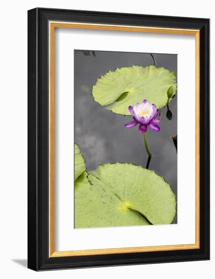 Lily Pond with Water Lilies, New Orleans Botanical Garden, New Orleans, Louisiana, USA-Jamie & Judy Wild-Framed Photographic Print