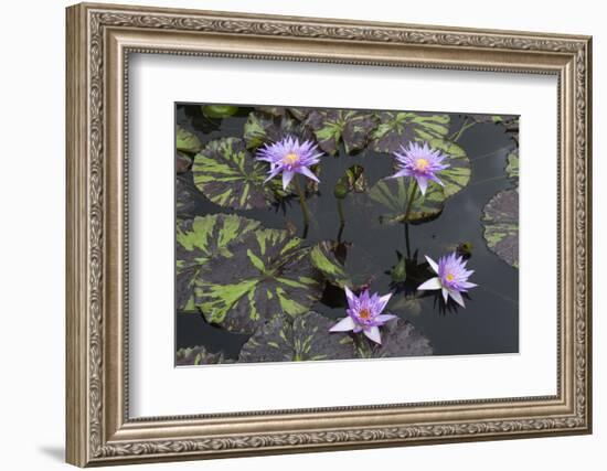 Lily Pond with Water Lilies, New Orleans Botanical Garden, New Orleans, Louisiana, USA-Jamie & Judy Wild-Framed Photographic Print