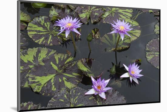 Lily Pond with Water Lilies, New Orleans Botanical Garden, New Orleans, Louisiana, USA-Jamie & Judy Wild-Mounted Photographic Print