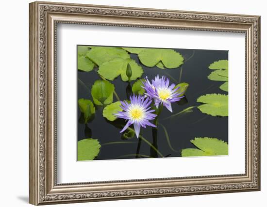 Lily Pond with Water Lilies, New Orleans Botanical Garden, New Orleans, Louisiana, USA-Jamie & Judy Wild-Framed Photographic Print