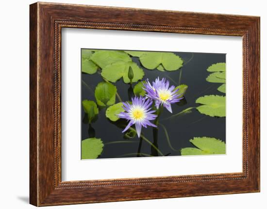 Lily Pond with Water Lilies, New Orleans Botanical Garden, New Orleans, Louisiana, USA-Jamie & Judy Wild-Framed Photographic Print