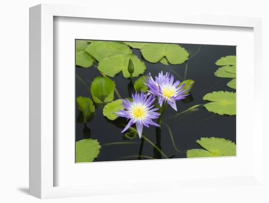 Lily Pond with Water Lilies, New Orleans Botanical Garden, New Orleans, Louisiana, USA-Jamie & Judy Wild-Framed Photographic Print