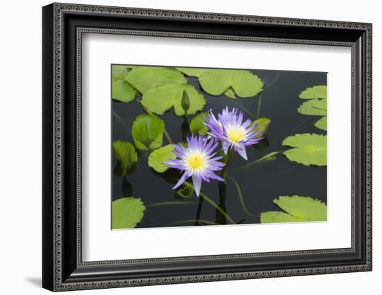 Lily Pond with Water Lilies, New Orleans Botanical Garden, New Orleans, Louisiana, USA-Jamie & Judy Wild-Framed Photographic Print