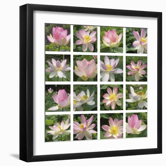 Lily Squares-Malcolm Sanders-Framed Giclee Print