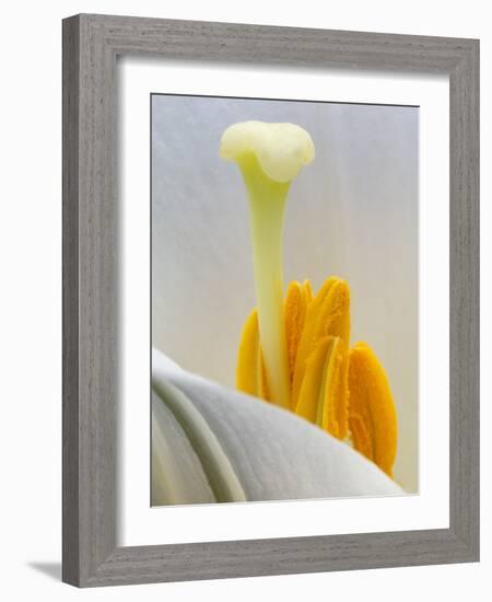 Lily Stamen Close-up-Nancy Rotenberg-Framed Photographic Print