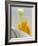 Lily Stamen Close-up-Nancy Rotenberg-Framed Photographic Print