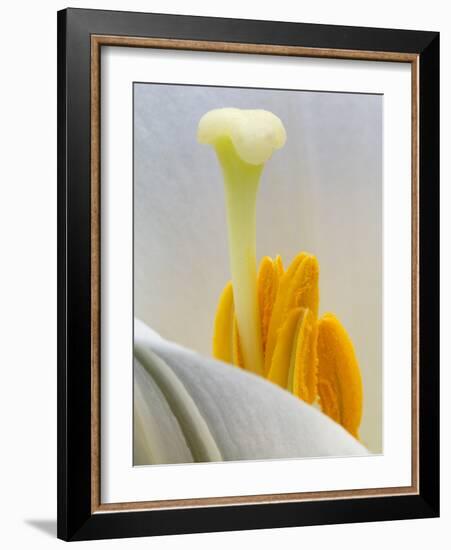 Lily Stamen Close-up-Nancy Rotenberg-Framed Photographic Print