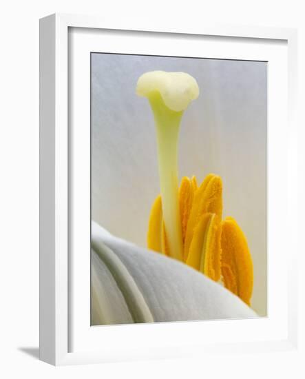 Lily Stamen Close-up-Nancy Rotenberg-Framed Photographic Print