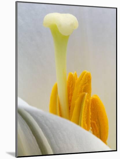 Lily Stamen Close-up-Nancy Rotenberg-Mounted Photographic Print