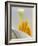 Lily Stamen Close-up-Nancy Rotenberg-Framed Photographic Print