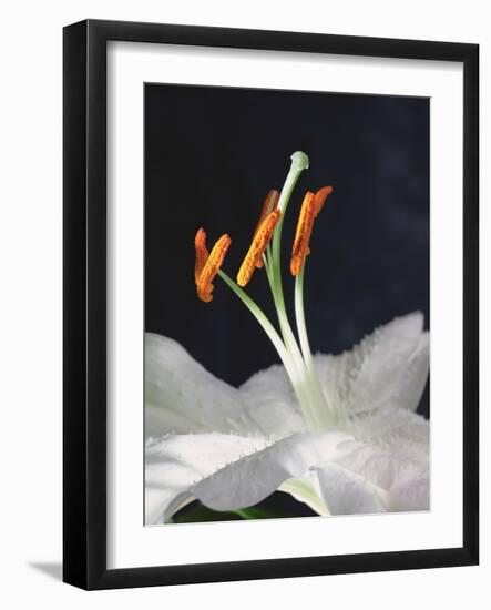 Lily Stamens, 2001-Norman Hollands-Framed Photographic Print