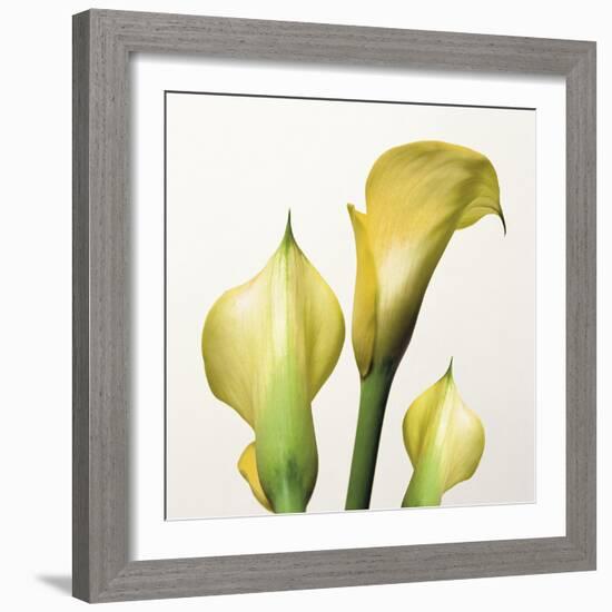 Lily Trio-Bill Philip-Framed Giclee Print